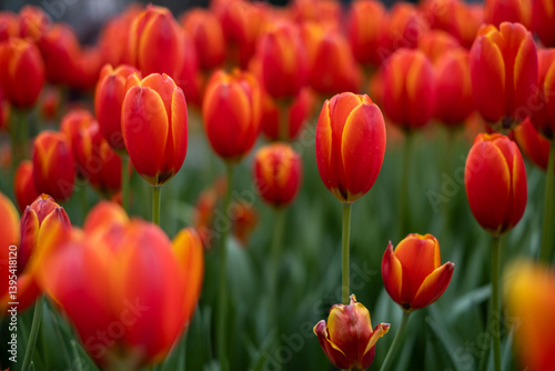 Obraz na płótnie Field of Tulips w salonie