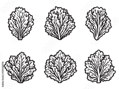 Frisée line art botanical green vegetable elegant minimalist sketch drawing