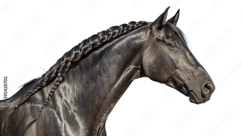 Fototapeta premium A horse with a beautifully braided mane, isolated on a transparent background.