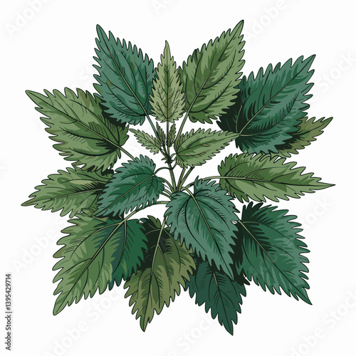 Nettle Leaf Botanical Art Print for Herbal Remedy Decor