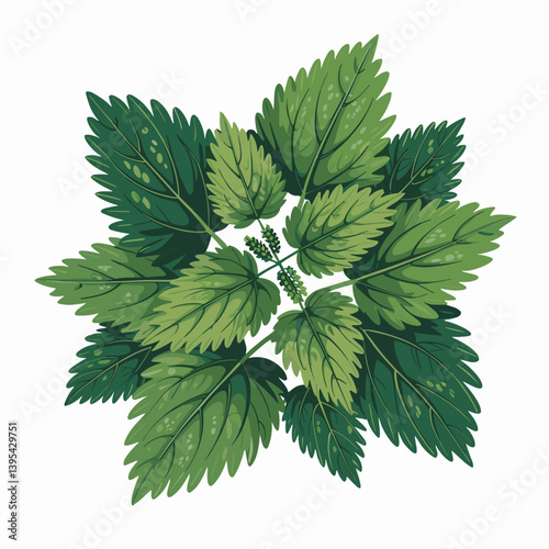 Nettle Leaf Botanical Art Print for Herbal Remedy Decor
