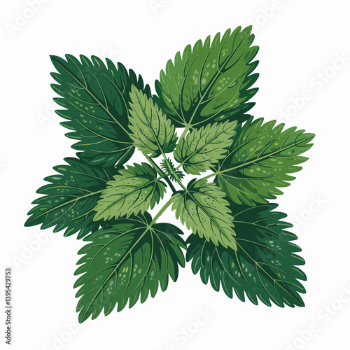 Nettle Leaf Botanical Art Print for Herbal Remedy Decor