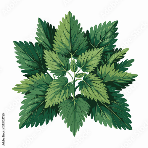 Nettle Leaf Botanical Art Print for Herbal Remedy Decor