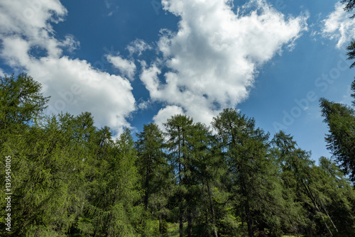 foresta con alberi verdi in montagna, nelle Alpi italiane, di giorno, sotto cielo sereno e azzurro, in estate, con qualche nuvola, 