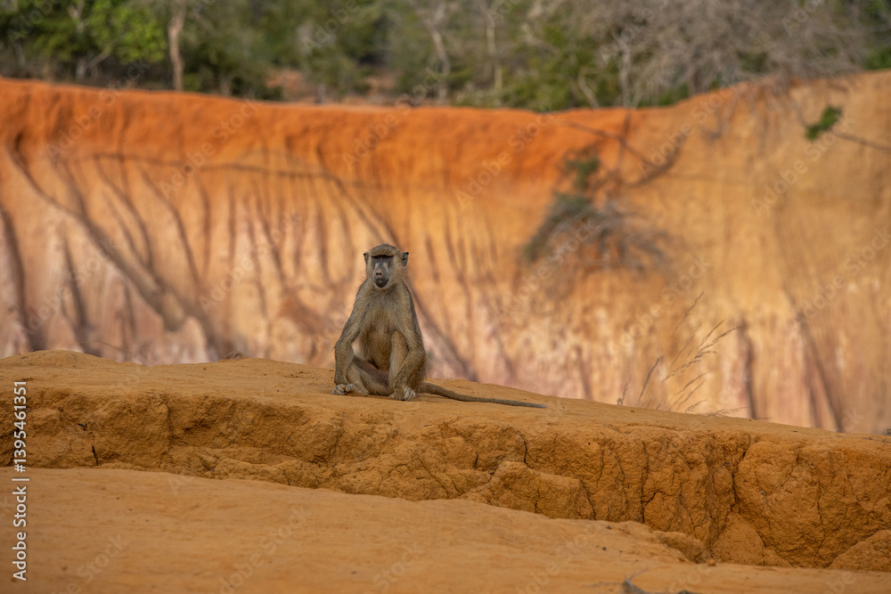 Pawian masajski, znany jak pawian zielony (papio cynocephalus) na wzgórzach kanionu Marafa (Hell's Kitchen), Kenia, Afryka