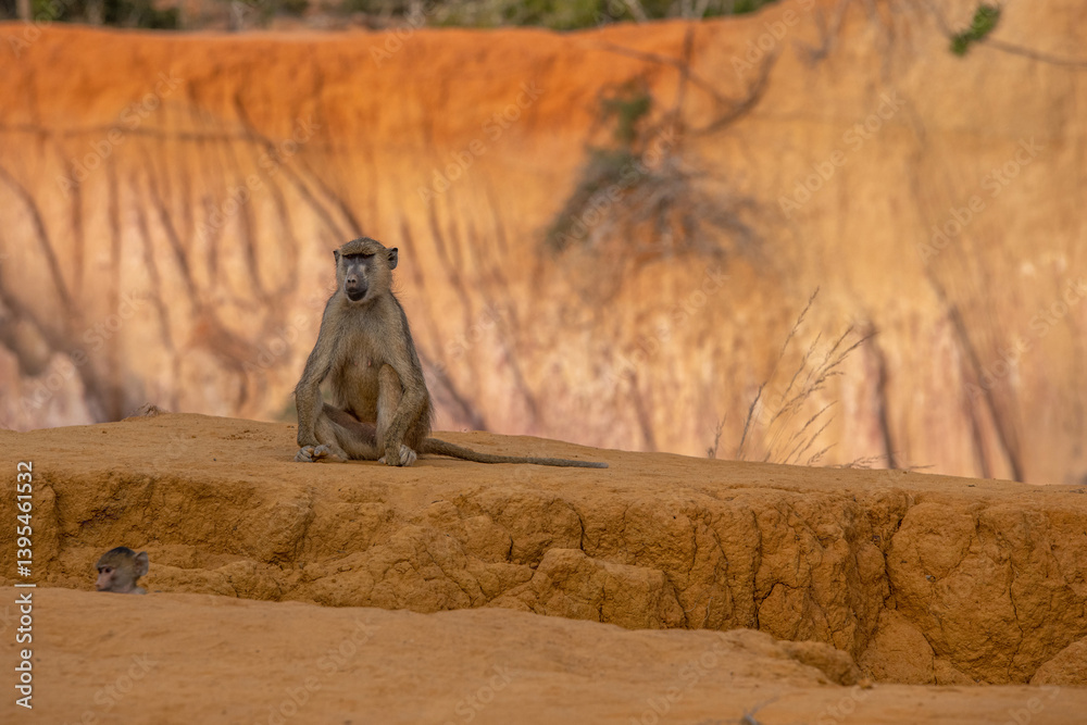 Pawian masajski, znany jak pawian zielony (papio cynocephalus) na wzgórzach kanionu Marafa (Hell's Kitchen), Kenia, Afryka