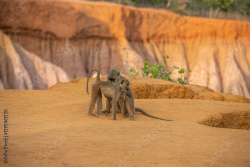 Pawian masajski, znany jak pawian zielony (papio cynocephalus) na wzgórzach kanionu Marafa (Hell's Kitchen), Kenia, Afryka