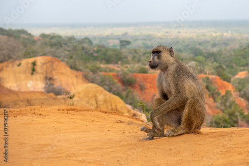 Pawian masajski, znany jak pawian zielony (papio cynocephalus) na wzgórzach kanionu Marafa (Hell's Kitchen), Kenia, Afryka