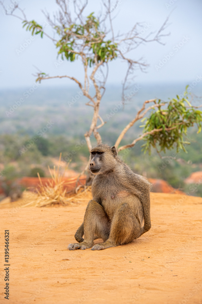 Pawian masajski, znany jak pawian zielony (papio cynocephalus) na wzgórzach kanionu Marafa (Hell's Kitchen), Kenia, Afryka