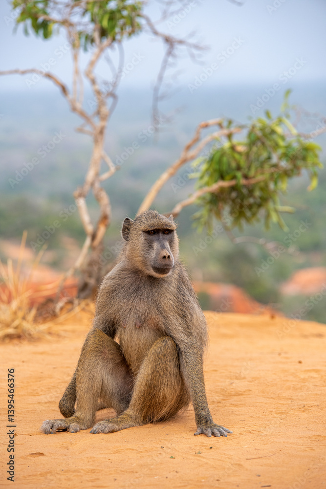 Pawian masajski, znany jak pawian zielony (papio cynocephalus) na wzgórzach kanionu Marafa (Hell's Kitchen), Kenia, Afryka