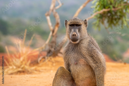 Pawian masajski, znany jak pawian zielony (papio cynocephalus) na wzgórzach kanionu Marafa (Hell's Kitchen), Kenia, Afryka