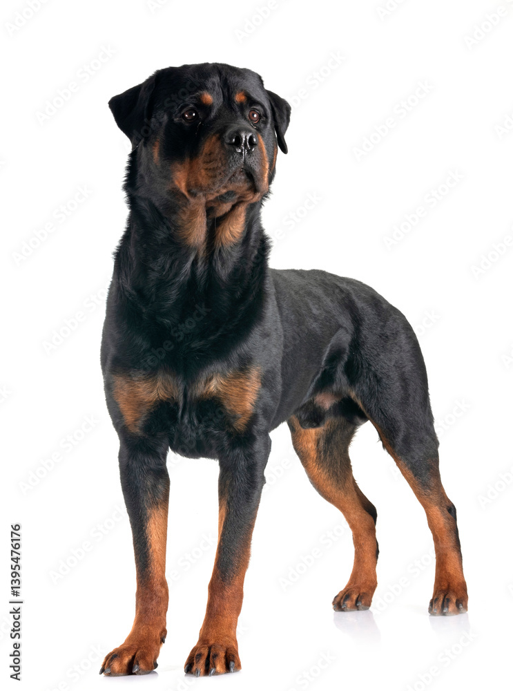 rottweiler in studio