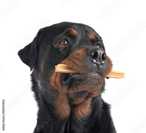 rottweiler in studio
