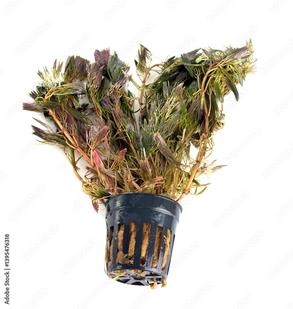 Cabomba Piauhyensis in studio