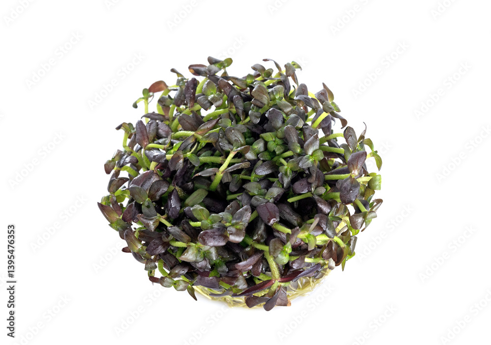 bacopa monnieri purple in studio