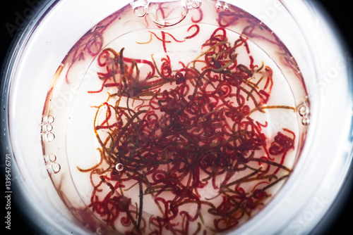 Chironomus plumosus worm in studio