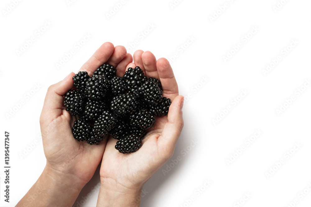 Woman hands holding blackberry isolated on white background. Handful raspberry, healthy food, dieting Woman hands holding blackberry isolated on white background. Handful raspberry, healthy food, dieting