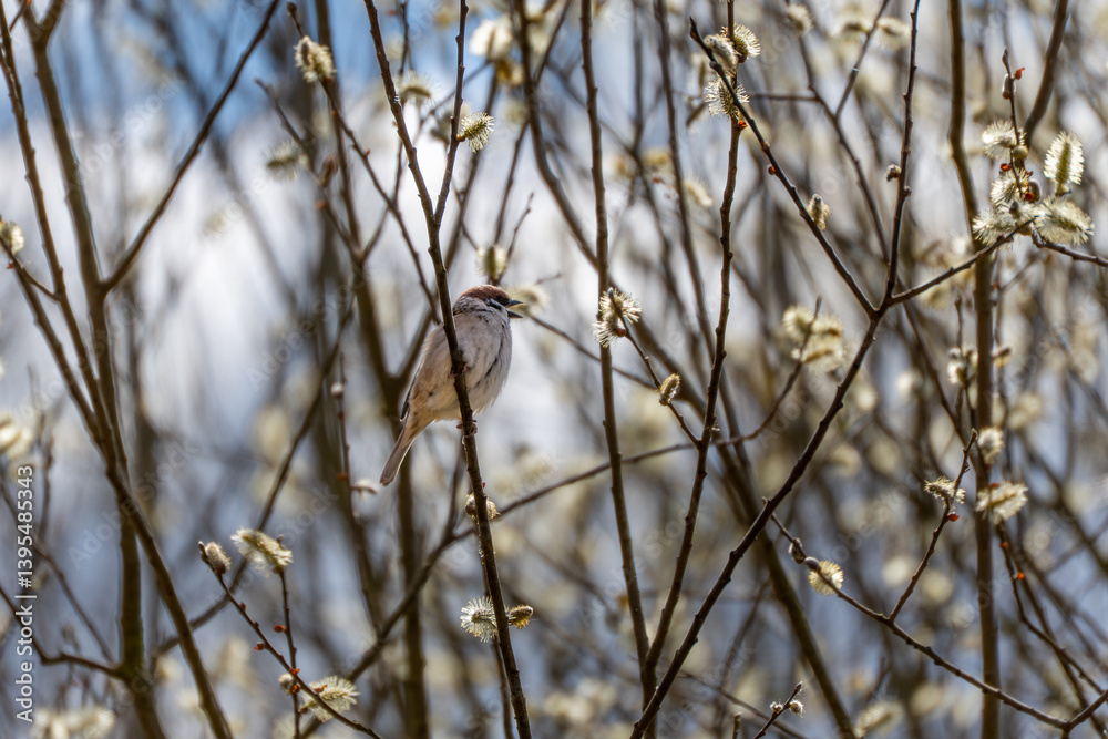 Obraz premium A bird is perched on a branch of a tree. The bird is brown and white. The tree is full of blossoms