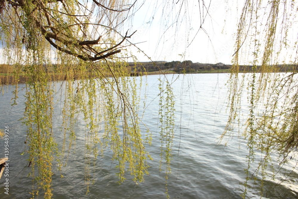 A body of water with trees and branches on the side