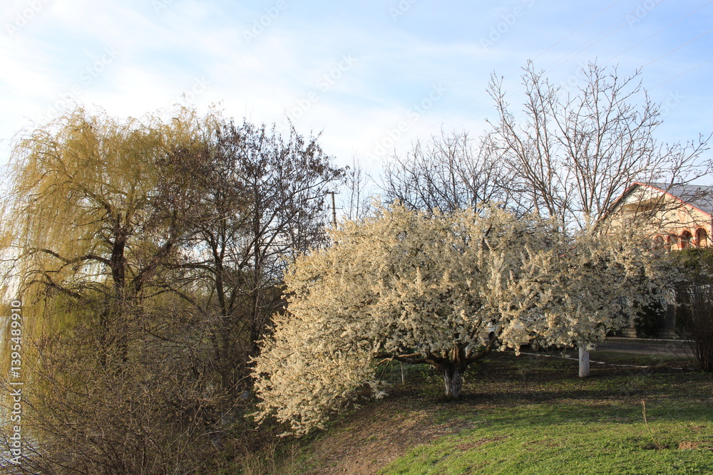 A group of trees in a park