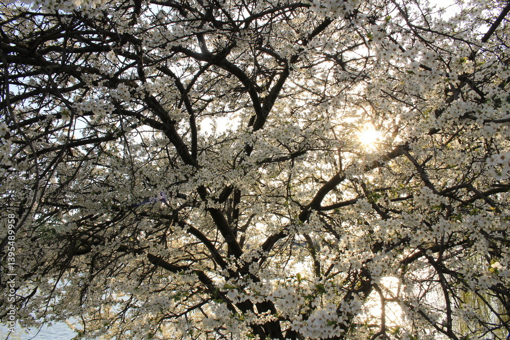 A tree with white flowers