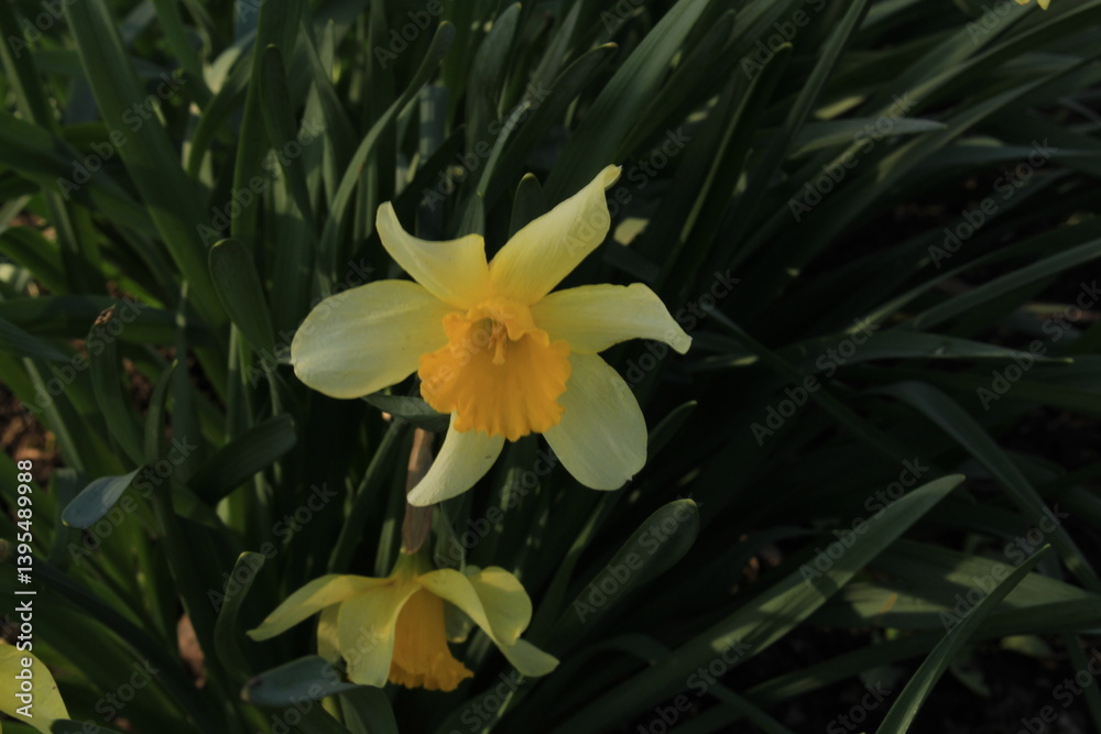 A yellow flower surrounded by green leaves