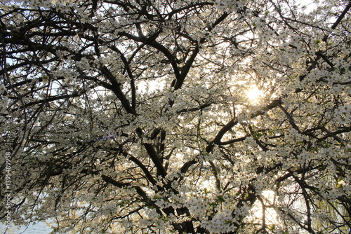 Obraz na płótnie A tree with white flowers w salonie