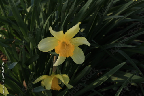 A yellow flower surrounded by green leaves