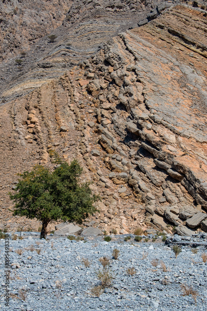 Oman, 03-06-2025: desert landscape, a green tree and a colorful mountain driving in the Musandam Peninsula (Ruus Al Jibal), the northeastern point of Arabian Peninsula south of the Strait of Hormuz
