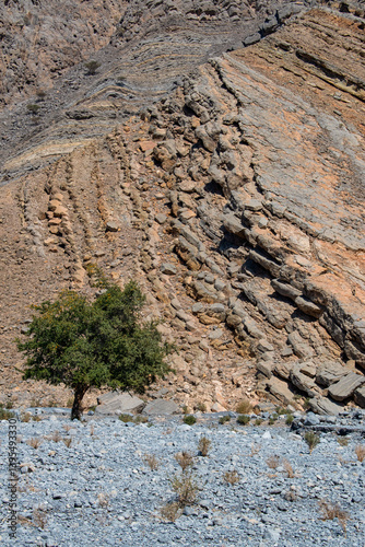 Obraz na płótnie Oman, 03-06-2025: desert landscape, a green tree and a colorful mountain driving in the Musandam Peninsula (Ruus Al Jibal), the northeastern point of Arabian Peninsula south of the Strait of Hormuz w salonie