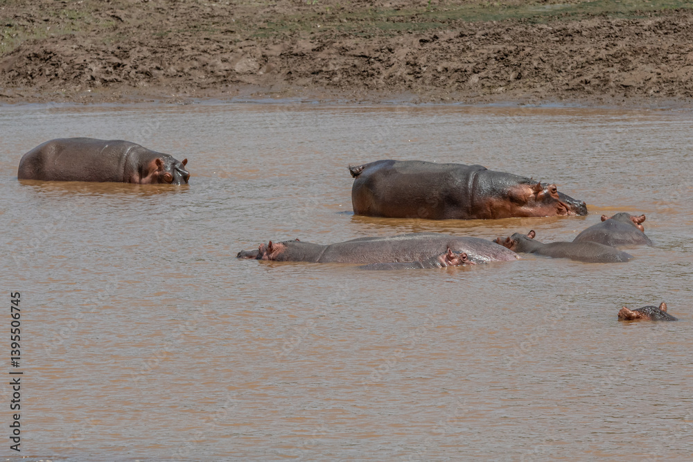 Rodzina hipopotamów nilowych (Hippopotamus amphibius) kąpiących się w rzece Galana. Kenia, Afryka