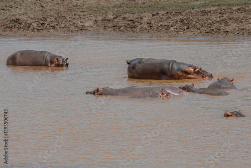 Obraz na płótnie Rodzina hipopotamów nilowych (Hippopotamus amphibius) kąpiących się w rzece Galana. Kenia, Afryka w salonie