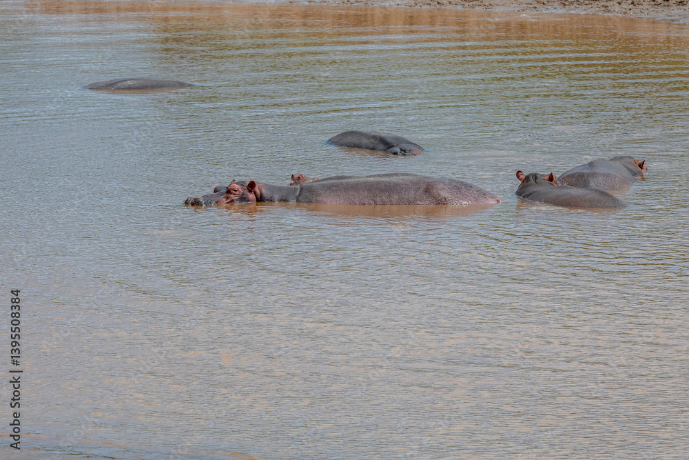 Rodzina hipopotamów nilowych (Hippopotamus amphibius) kąpiących się w rzece Galana. Kenia, Afryka