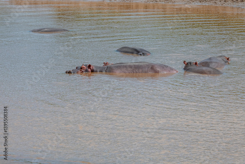 Obraz na płótnie Rodzina hipopotamów nilowych (Hippopotamus amphibius) kąpiących się w rzece Galana. Kenia, Afryka w salonie