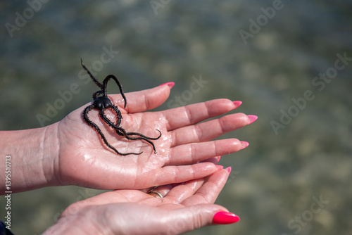 Wężowidła - Brittle stars, denne zwierzęta morskie, o gwiaździstej budowie ciała podobnej do rozgwiazd. Osobnik na kobiecej dłoni, Ocean Indyjski, safari morskie, Kenia