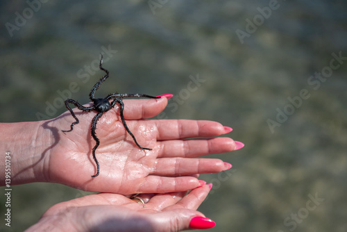 Wężowidła - Brittle stars, denne zwierzęta morskie, o gwiaździstej budowie ciała podobnej do rozgwiazd. Osobnik na kobiecej dłoni, Ocean Indyjski, safari morskie, Kenia