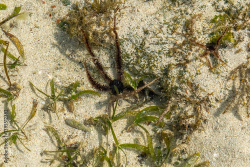 Obraz na płótnie Wężowidła - Brittle stars, denne zwierzęta morskie, o gwiaździstej budowie ciała podobnej do rozgwiazd. Ocean Indyjski, safari morskie, Kenia w salonie