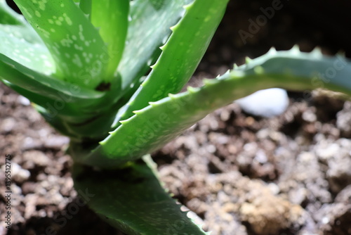 Aloe Vera plant soaking up the morning sunlight indoors.