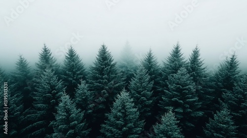 Misty Evergreen Forest: An Aerial View of Serene Coniferous Trees