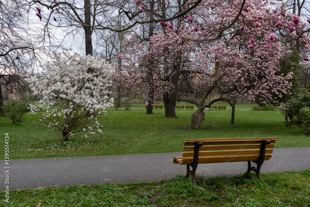 Spring park with blooming white and pink trees next to a walking path and a wooden bench. Seasonal atmosphere in nature. Spring park with blooming white and pink trees next to a walking path and a wooden bench. Seasonal atmosphere in nature.