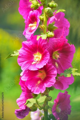 Alcea is a genus of over 80 species of flowering plants in the mallow family Malvaceae, commonly known as the hollyhock blooms in Spring 