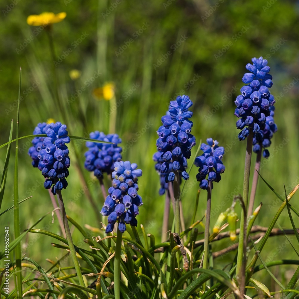 Delicate spring scene featuring grape hyacinths in full bloom. The blue flowers emerge gently from the green grass, creating a harmonious and vibrant natural composition Delicate spring scene featuring grape hyacinths in full bloom. The blue flowers emerge gently from the green grass, creating a harmonious and vibrant natural composition