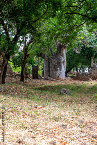 ogromnych rozmiarów baobab rosnący w parku pośród∂ ruin średniowiecznego miasta Gedi