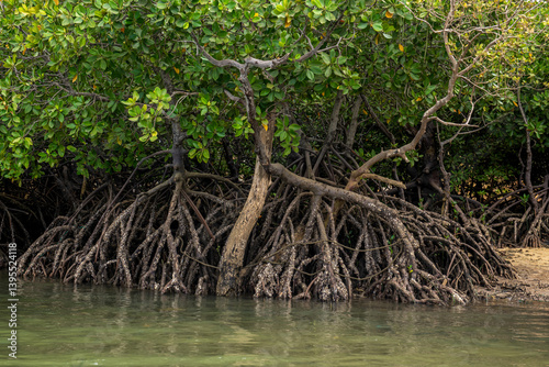 Mangrowce. Mtwapa Creek. Chroniony ekosystem namorzynowy w pobliżu Watamu, Kenia, Afryka