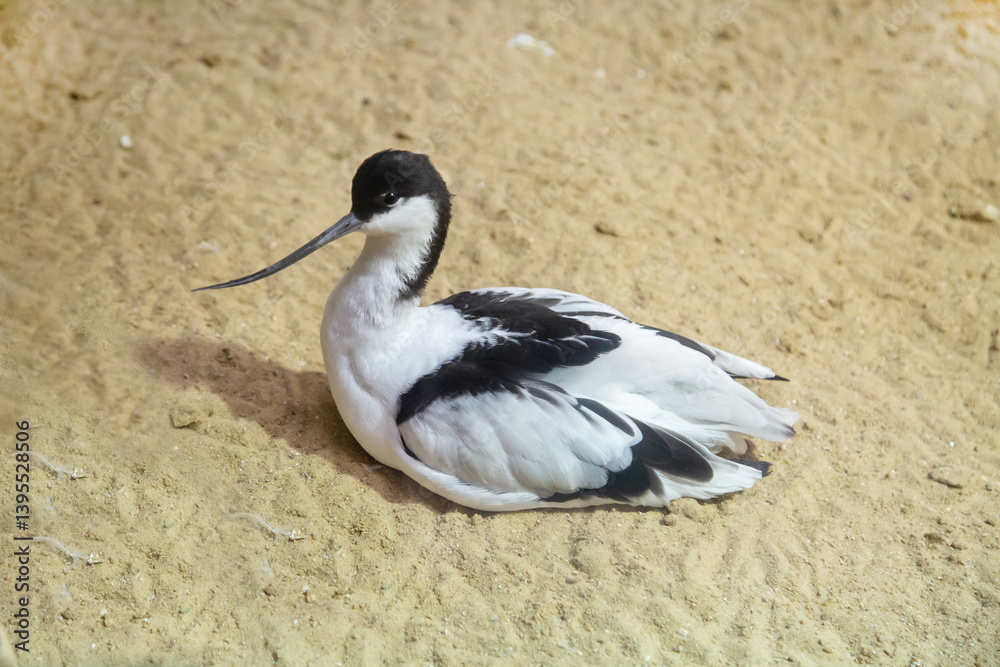 An awl-billed bird sitting on the sand with a long beak on a sunny day. Birds, ornithology, ecology.
