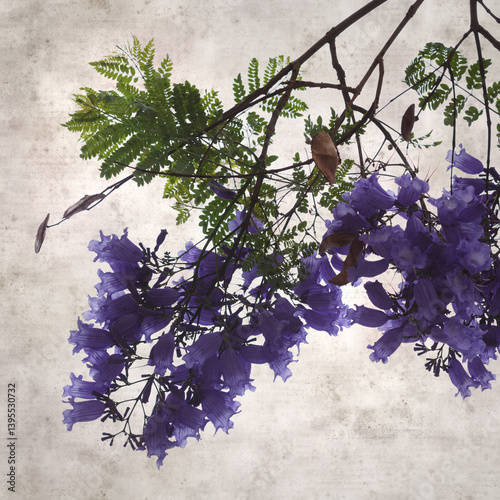 stylish square textured old paper background with Flowers of blue jacaranda, Jacaranda mimosifolia photo