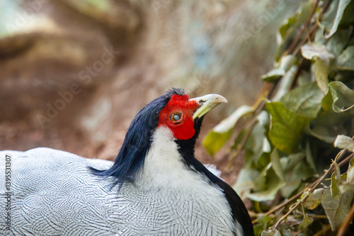 The bird's head is a silver pheasant with a red head on a sunny day. Birds, ornithology, ecology.