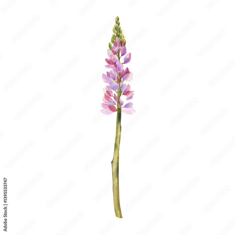 Obraz premium Watercolor Lupine Flower Illustration: Elegant Botanical Art, Featuring the Vibrant Spikes of Bluebonnet, Perfect for Nature-Inspired Designs