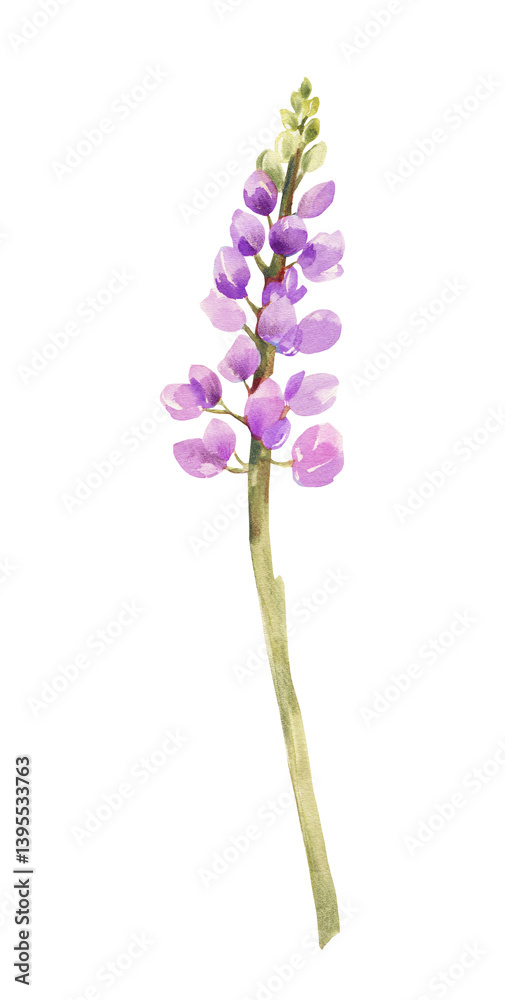 Obraz premium Watercolor Lupine Flower Illustration: Elegant Botanical Art, Featuring the Vibrant Spikes of Bluebonnet, Perfect for Nature-Inspired Designs