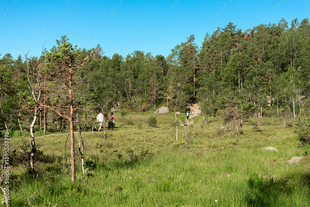Group of Hikers Crossing a Scenic Small Forest on Preikestolen Hiking Trail, Stavanger, Norway, July 2018